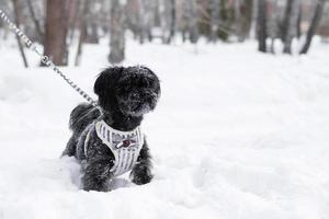 Portrait of black Russian colored lap dog phenotype on a background of coniferous forest at wintertime. photo