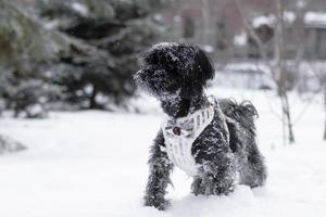 retrato de fenotipo de perro faldero de color ruso negro sobre un fondo de bosque de coníferas con castillo en invierno. foto