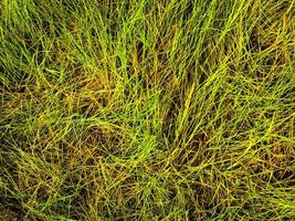 Green lawn texture background. top view. wallpaper for design photo