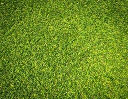 Nature green grass texture background for design. Eco concept. photo