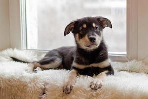 Cute black and tan puppy is sitting on a white plaid near a window. photo