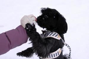 Feeding dog by owners hand. Black Russian colored lap dog phenotype for a walk at wintertime. photo