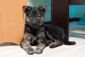 Cute small puppy brown color is sitting in the room near to table and looking to the camera. photo