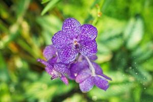 pequeñas hermosas flores de color púrpura con gotas de agua. flor vanda teres - tipo de orquídeas. copie el espacio foto