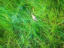 Green grass texture background for work with copy space photo