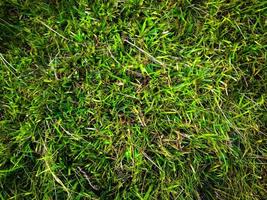 Green grass texture background for work with copy space photo