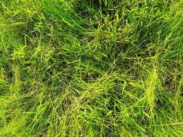 Green lawn texture background. top view. wallpaper for design photo