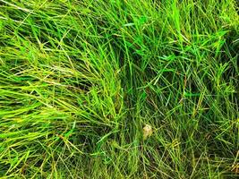 Green grass texture background for work with copy space photo