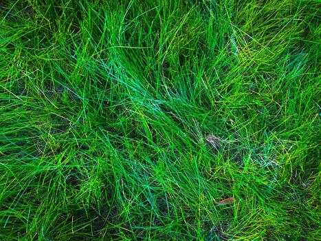 Green grass texture background for work with copy space photo