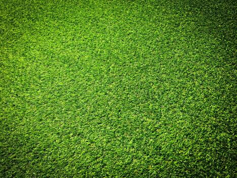 Top view of green grass texture background. Element of design. photo