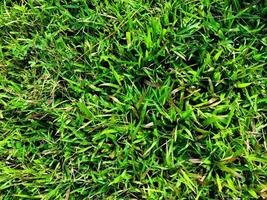 Green grass texture wall space background. fresh foliage in the outdoor photo