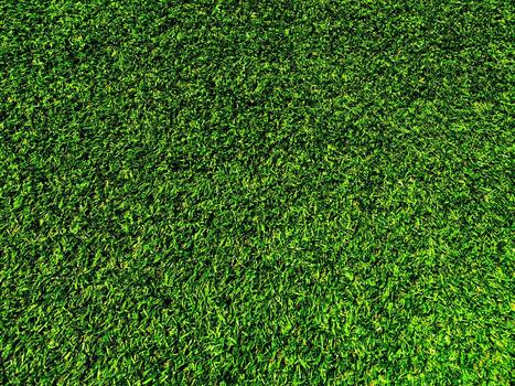 Top view of green grass texture background. Element of design. photo
