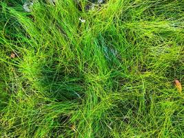 Green grass texture background for work with copy space photo