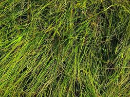 Green lawn texture background. top view. wallpaper for design photo