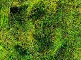 Green lawn texture background. top view. wallpaper for design photo