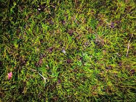 Green grass texture background for work with copy space photo