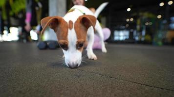 små brun och vit hund sniffar runt om Gym video