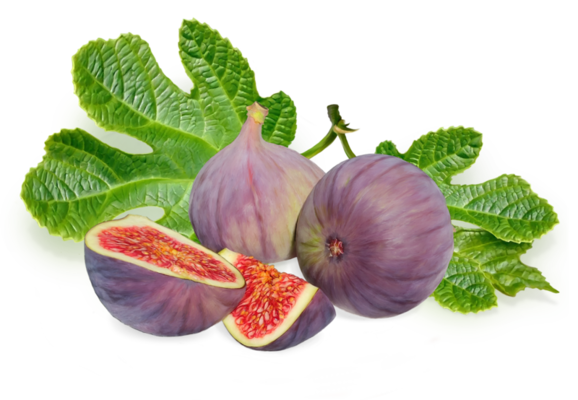Figs PNGs For Free Download High Quality Drawing Of Figs With Leaves For Packaging And Label Design Png
