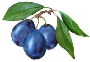 Branch of prunes close-up. High-quality naturalistic drawing of a plum. For label and packaging design. png