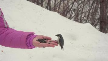boomklever vogelstand in vrouwen hand- eten zaden, winter, langzaam beweging video