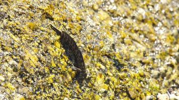 Anabas fish, or muddy creeper warms up on a stone, close up video