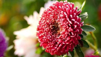 flor de áster vermelha com geada em uma manhã nevoenta e gelada. video