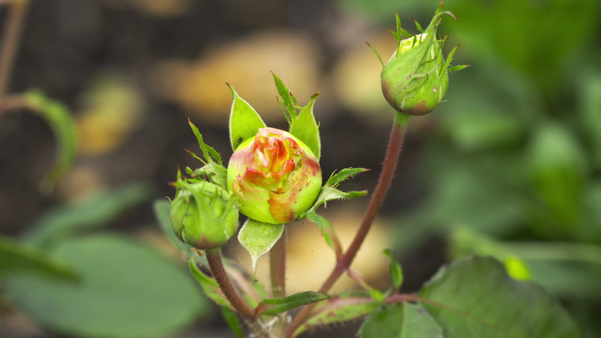 Rose buds in the summer garden. Rose flowers did not bloom 12682092