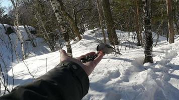 Nuthatch and titmouse birds in men's hand eats seeds, winter, slow motion video