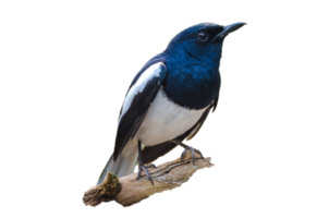 Bird Isolate Black and white Oriental magpie robin Birds fly Blurry png