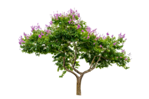 Isolated  trees png