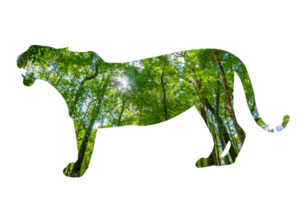 Tiger World Wildlife Day forest silhouette in the shape of a wild animal wildlife and forest conservation concept png