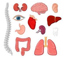 conjunto de iconos aislados de órganos humanos para el diseño anatómico vector