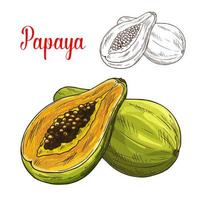 Papaya exotic tropical fruit vector sketch icon
