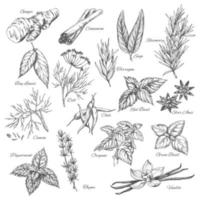 boceto vectorial especias y plantas aromáticas aromatizantes vector