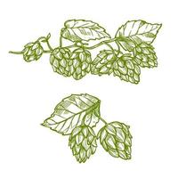 Hops plant sketch for food and drinks design vector