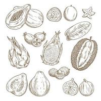 Exotic tropical fruit isolated sketch set vector