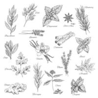 iconos de dibujo vectorial de hierbas y especias