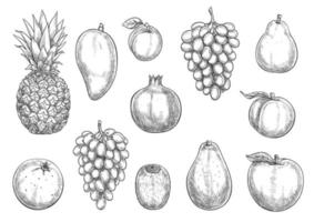 Vector icons of exotic and farm grown fruits