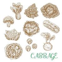 Vector sketch icons of cabbage vegetables