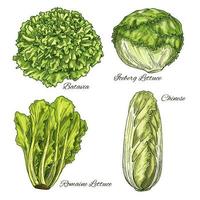 Cabbage and lettuce vegetable isoletad sketch vector