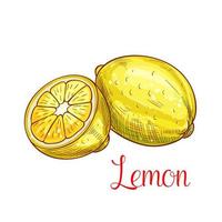 Lemon citrus fruit with slice isolated sketch vector