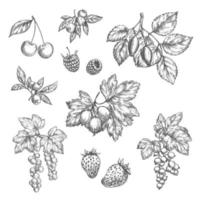 iconos de dibujo vectorial de bayas y frutas frescas