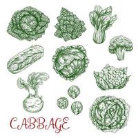 Cabbage vector sketch icons of vegetables