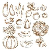 Sketch farm vegetables isolated icons set vector