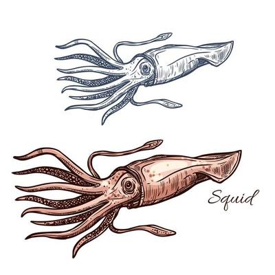 Squid marine animal sketch for seafood design