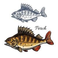 Perch or bass fish sketch for fishing sport design vector