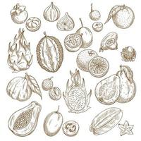 Exotic tropical fruit isolated sketch set design vector