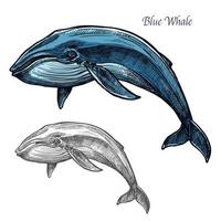 boceto aislado de ballena azul para el diseño de animales marinos vector