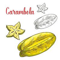 Starfruit or carambola fruit isolated sketch vector