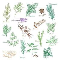 Vector icons spice seasonings or herb flavorings